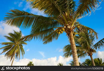 Caribbean coconut palm tree in Riviera Maya Mayan Mexico