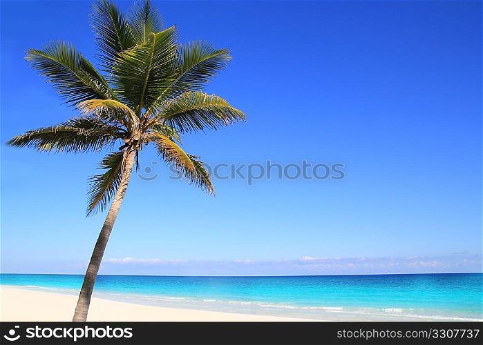 Caribbean coconut palm trees in tuquoise sea water
