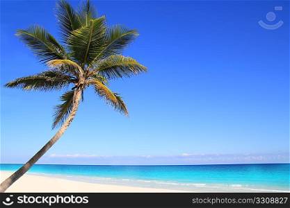 Caribbean coconut palm trees in tuquoise sea water