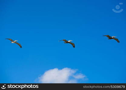 Caribbean pelicans flying in a row at Mexico