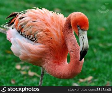 Caribbean Pink Flamingo ,Close Up