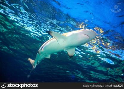 Caribbean reef shark (Carcharhinus perezii) in the blue ocean water