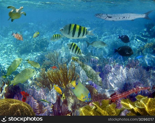caribbean reef tropical fishes underwater sea view
