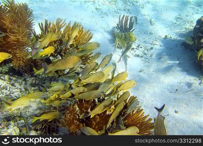Caribbean sea reef yellow Grunt fish school Mayan Riviera mexico Haemulon flavolineatum