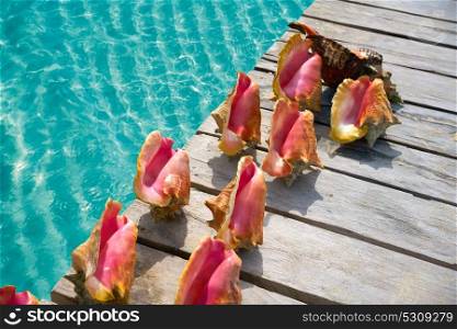 Caribbean seashells on a wooden pier over turquoise sea in Mexico