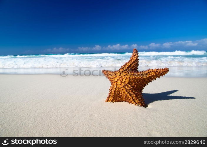 Caribbean starfish over sand beach