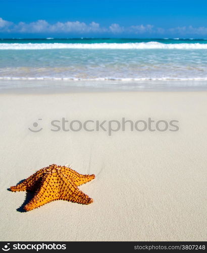 Caribbean starfish over sand beach