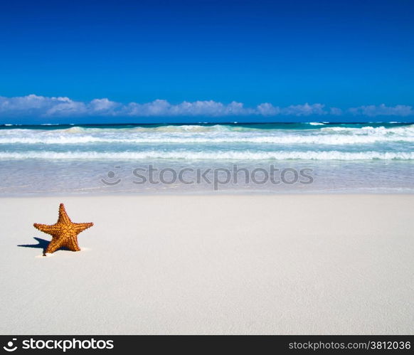 Caribbean starfish over sand beach