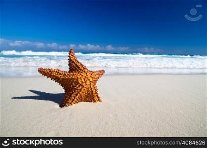 Caribbean starfish over sand beach