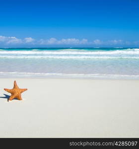 Caribbean starfish over sand beach