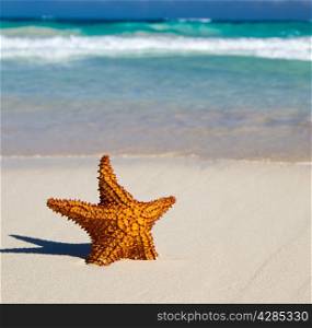 Caribbean starfish over sand beach