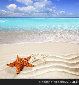 caribbean starfish over wavy white sand beach such a summer vacation symbol