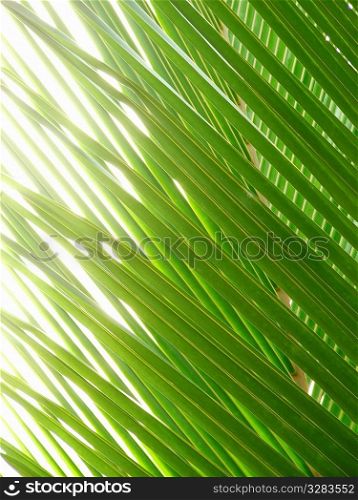 Caribbean sun shining through palm leaves.
