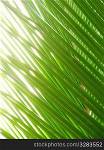 Caribbean sun shining through palm leaves.