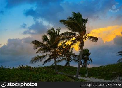 Caribbean sunset palm trees in Riviera Maya of Mayan Mexico