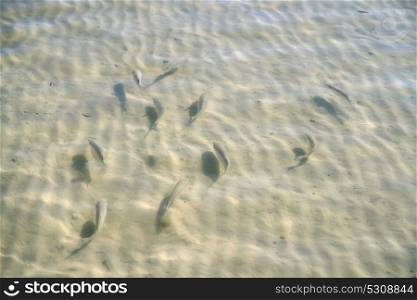 Caribbean transparent water beach fish school in shallow white sand bottom