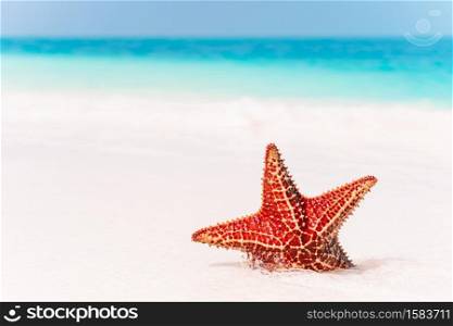Caribbean tropical beach with a beautiful red starfish in white sand. Tropical white sand with red starfish in clear water