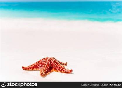 Caribbean tropical beach with a beautiful red starfish on white sand. Tropical white sand with red starfish in clear water