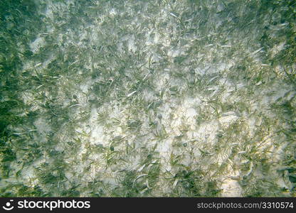 Caribean sea sand bottom algae in shallow water Mayan Riviera