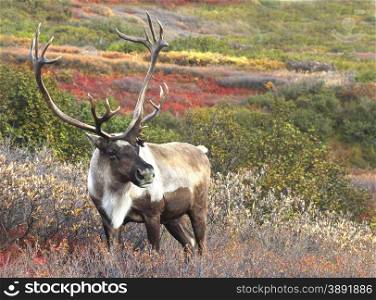Caribou on Fall Tundra