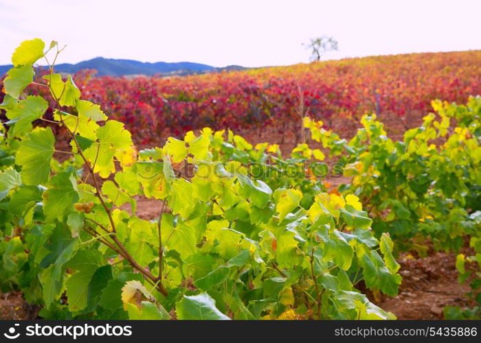 Carinena and Paniza vineyards in autumn yellow red Zaragoza Spain