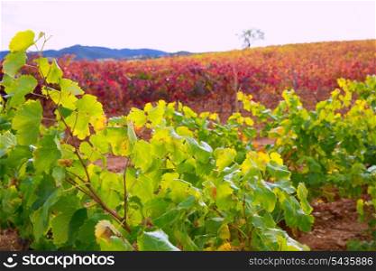 Carinena and Paniza vineyards in autumn yellow red Zaragoza Spain