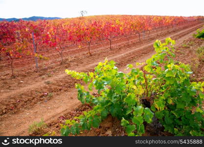 Carinena and Paniza vineyards in autumn yellow red Zaragoza Spain