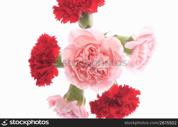 Carnation