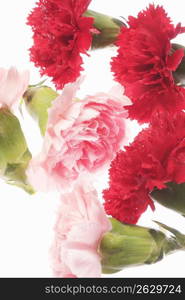 Carnation