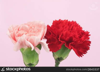 Carnation