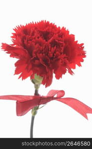 Carnation