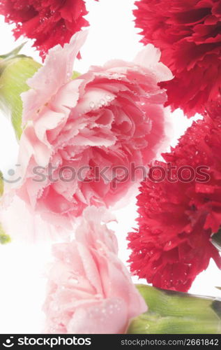 Carnation