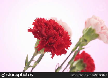 Carnation