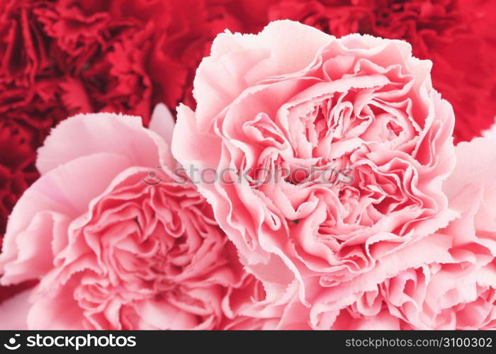 Carnation