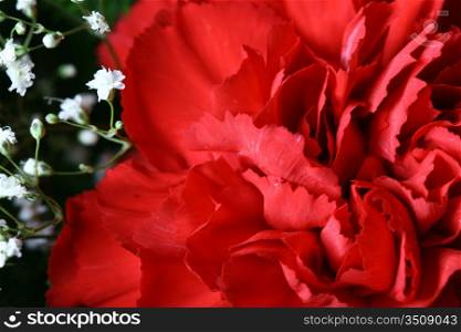 carnation bouquet macro closeup