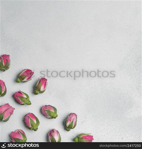 carnation flower buds with copy space