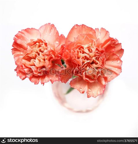 carnation flower isolated on white background