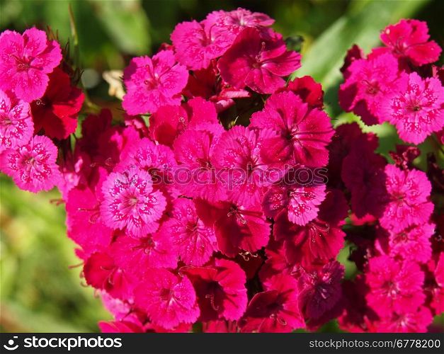 Carnation flowers on a background of green leaves