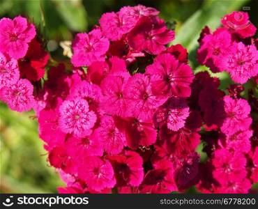 Carnation flowers on a background of green leaves