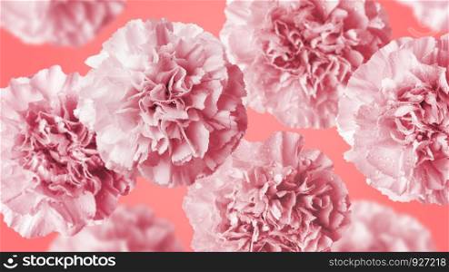 Carnation flowers on coral color background