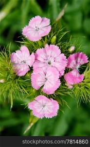 Carnation grass field on the background (Dianthus campestris)