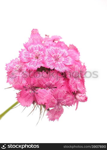 carnation on a white background