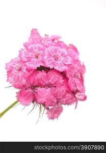 carnation on a white background