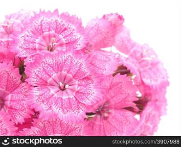 carnation on a white background