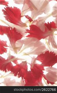 Carnation petal