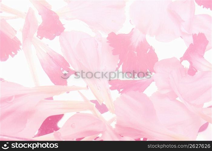 Carnation petal