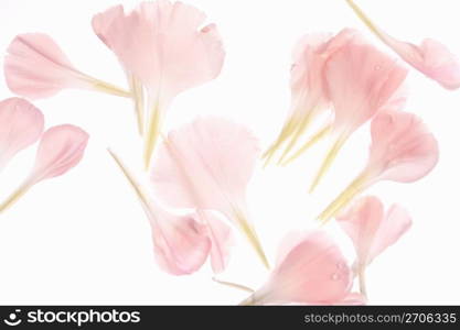 Carnation petal