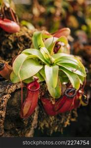carnivorous tropical pitcher plant nepenthes