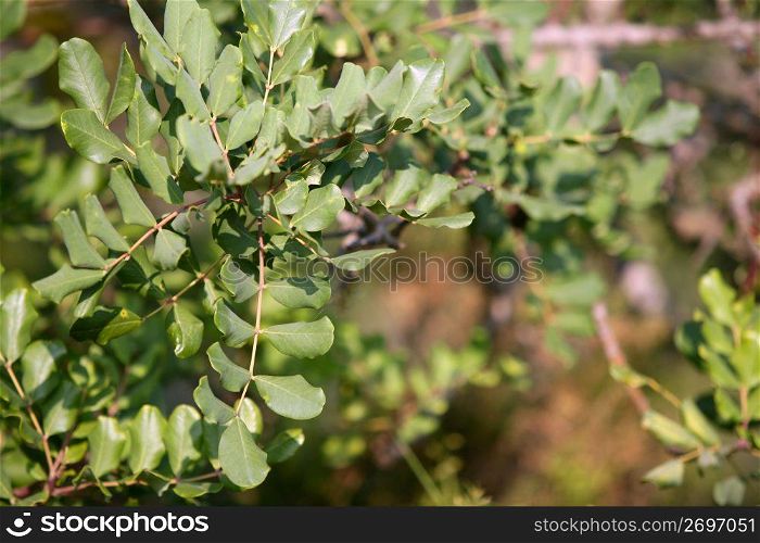 Carob locust tree round leaves detail fruits horses food