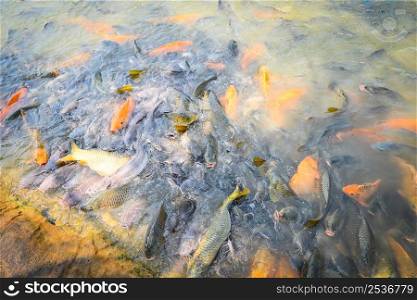 Carp fish tilapia and catfish eating from feeding food on water surface ponds on water surface ponds, fish farm floating for breathe on top water in lake near river Asian